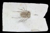 Rare, Spiny Ceratonurus Trilobite - Black Cat Mountain #92642-1